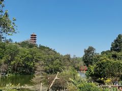-深圳仙湖植物园