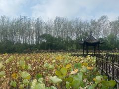 -合肥滨湖国家森林公园