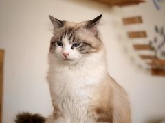 -猫的茶·猫咖
