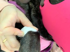 -萌兽医馆·宠物医院·猫骨科(创景店)