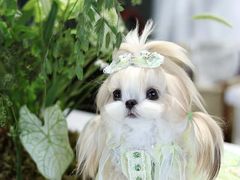 -北京京卫宠物寄养训练中心