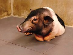 -三肥两瘦烤肉(鹿城店)