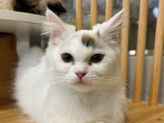 -楼上猫咖(罗湖店)