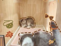 -屋虎猫馆(宝安大仟里店)