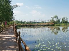 -白渔泡湿地公园