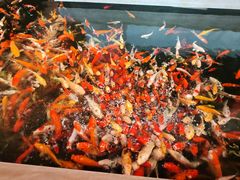 -龙悦湾酒家·八阵鱼生·渔人码头店