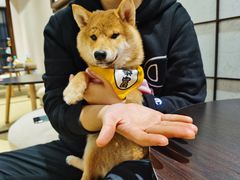 -逗柴咖啡屋·狗咖猫咖宠物桌游