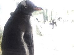 -珠海长隆海洋王国