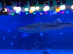 -烟台海昌鲸鲨海洋公园