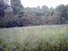 -紫颐香薰山谷景区