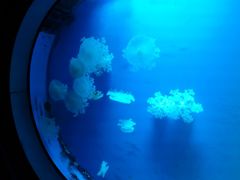 -福州罗源湾海洋世界旅游区