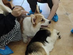 -Let's go狗咖·猫咖·奶狗·桌游(春熙路IFS店)