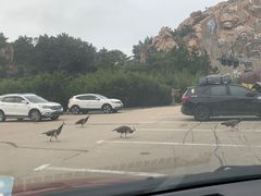 -西霞口神雕山野生动物世界