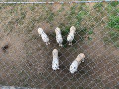 -石家庄市动物园