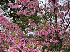 -南山植物园
