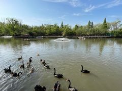 -溱湖国家湿地公园