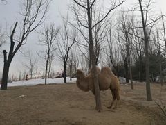 -朝阳公园游乐园