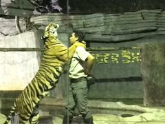 -清迈夜间动物园