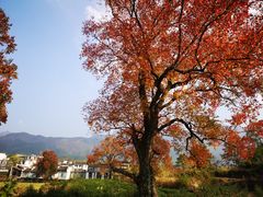 -塔川景区