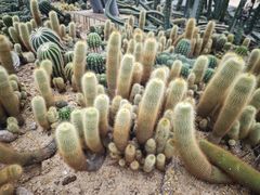 -深圳仙湖植物园
