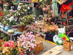 -溪岸路花鸟市场