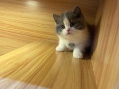 -猫十亿·布偶金渐层·曼基康矮脚猫舍(青年路店)