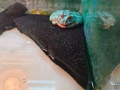 -上海大自然野生昆虫馆