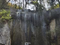 -西双版纳原始森林公园