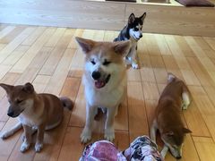 -喜柴咖啡·柴犬狗咖
