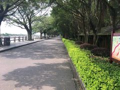 -大湾区中央湿地公园