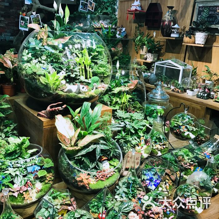 小浣熊的花花草草(莱太花卉店)图片 - 第27张