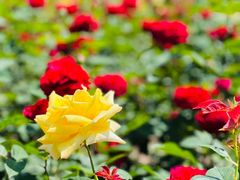 -上海滨江森林公园