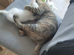 -伟伟宠物医院·CT影像中心·瑞派犬猫综合性门诊(汉口总院)