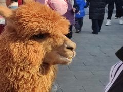 -威高民俗文化邨