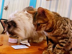-猫小院猫主题咖啡厅(北锣店)