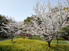 -徐家汇源景区-衡山公园