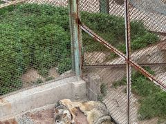 -青藏高原野生动物园