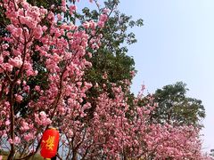 -天适樱花悠乐园
