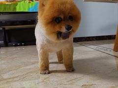 -北京恒爱动物医院(清景园分院)