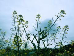 -红山村