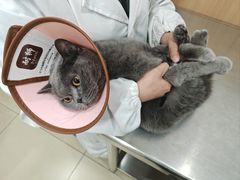 -米苏动物医院·犬猫专科·骨科外科内窥镜