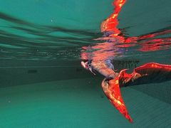 -重庆市奥林匹克体育中心-游泳跳水馆