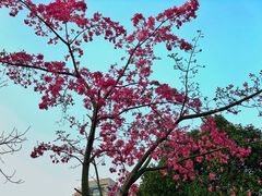 -晓港公园