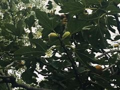 -莲湖公园