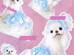 -萌宠之家·腊肠犬·马尔泰·小体犬舍