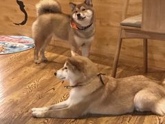 Matcha-柴务处·柴犬主题狗咖