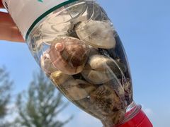 -巽寮湾海鲜批发码头