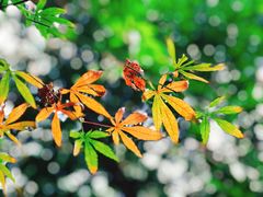 -铁山坪森林公园