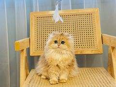 -猫十亿·布偶金渐层·曼基康矮脚猫舍(青年路店)