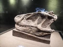 -自贡恐龙博物馆